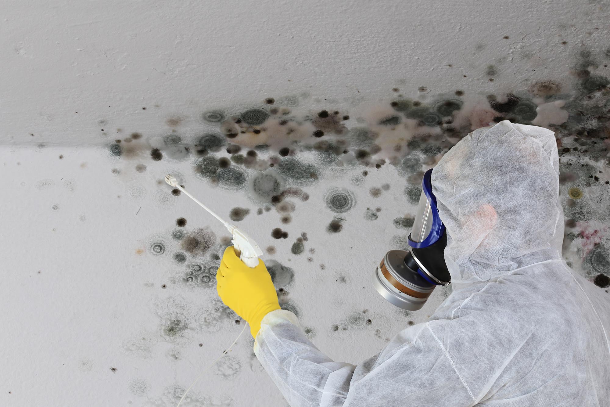 Mold inspection Nassau