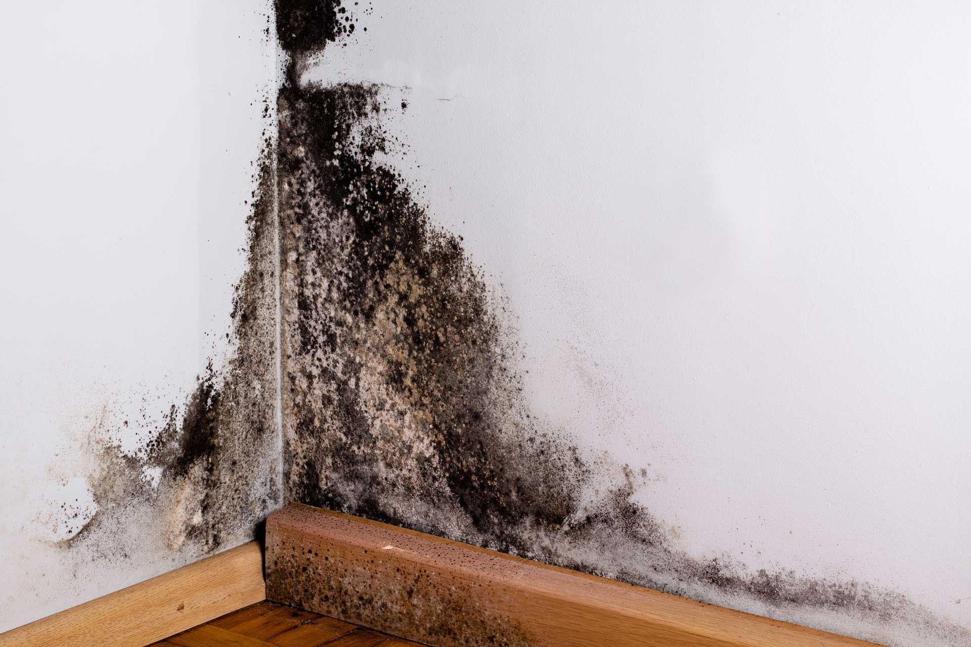 Mold in corner of room